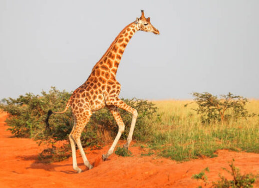 GIRAFFA CAMELOPARDALIS (GIRAFFE)