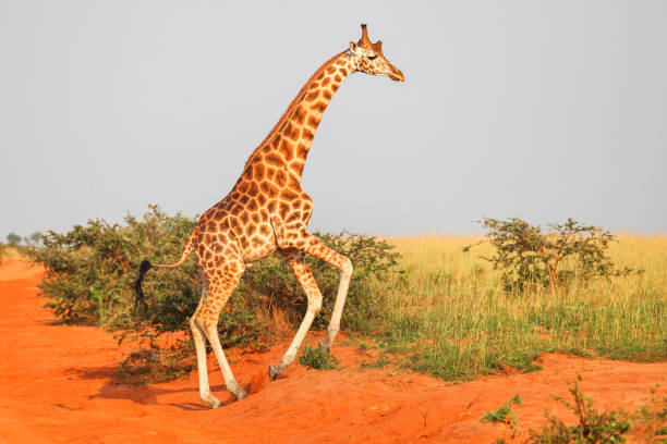 Classification of Giraffa camelopardalis (Giraffe)