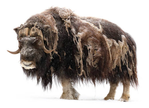 OVIBOS MOSCHATUS (MUSK OX)