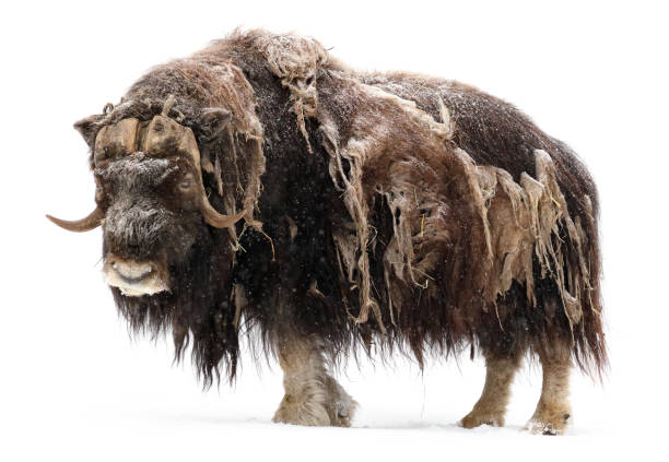 OVIBOS MOSCHATUS (MUSK OX)