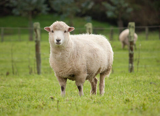 OVIS : SHEEP