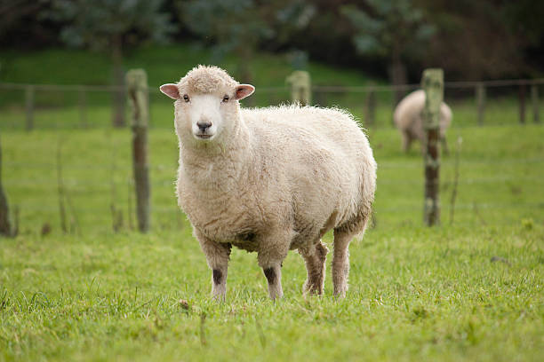 Classification of Ovis : Sheep