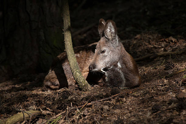 MOSCHUS MOSCHIFERUS (MUSK DEER)