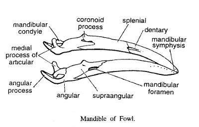 LOWER JAWS OR MANDIBLES IN VERTEBRATE