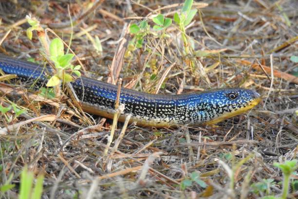 Classification of Ophisaurus (Glass Lizard)