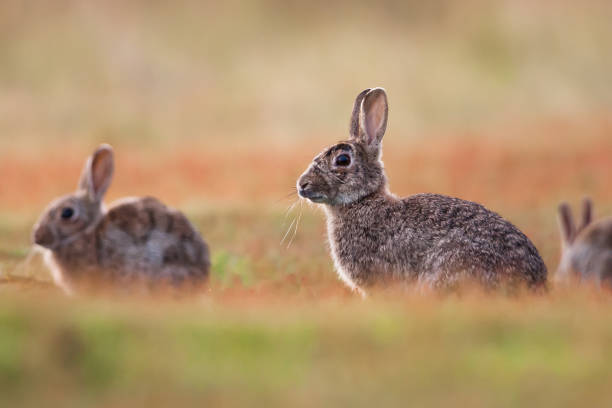 Classification of Oryctolagus (Rabbit)