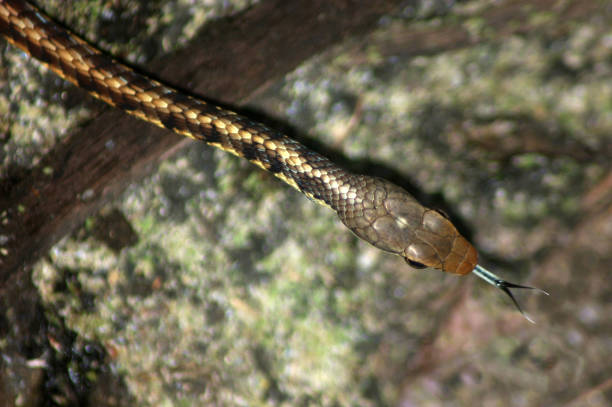 Classification of Dendrophis (Tree Snake)