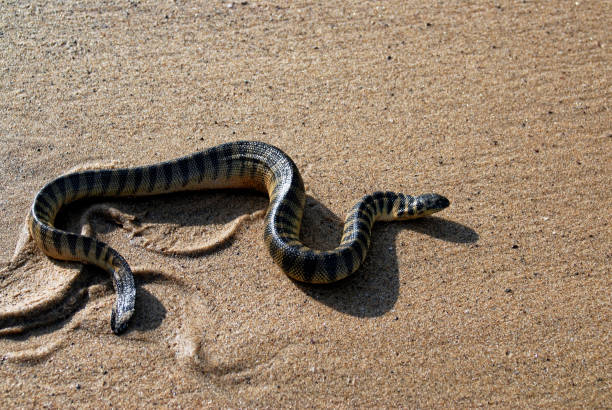 Classification of Hydrophis (Sea Snake)