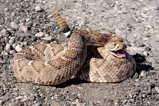 Classification of Crotalus (Rattle Snake)