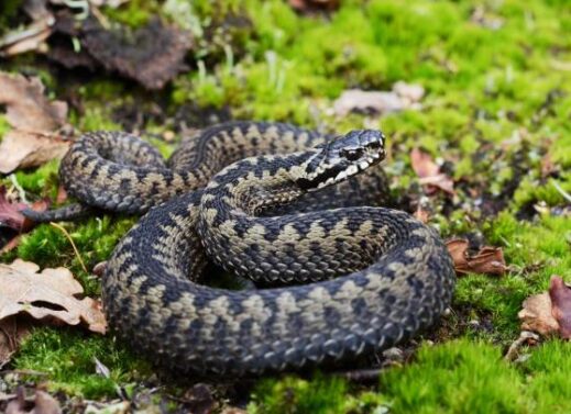 VIPERA (PITLESS VIPER)