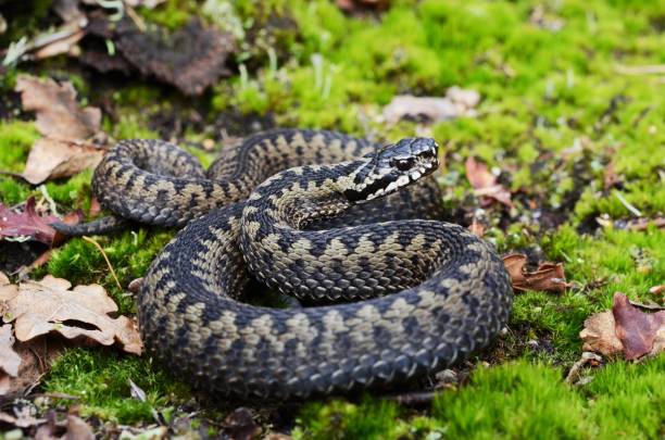 Classification of Vipera (Pitless Viper)