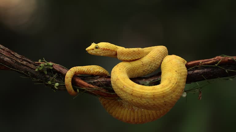 Classification of Ancistrodon (Pit Viper)