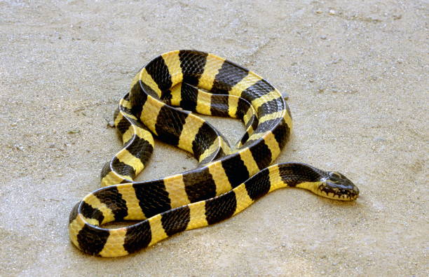 Classification of Bungarus (Krait)
