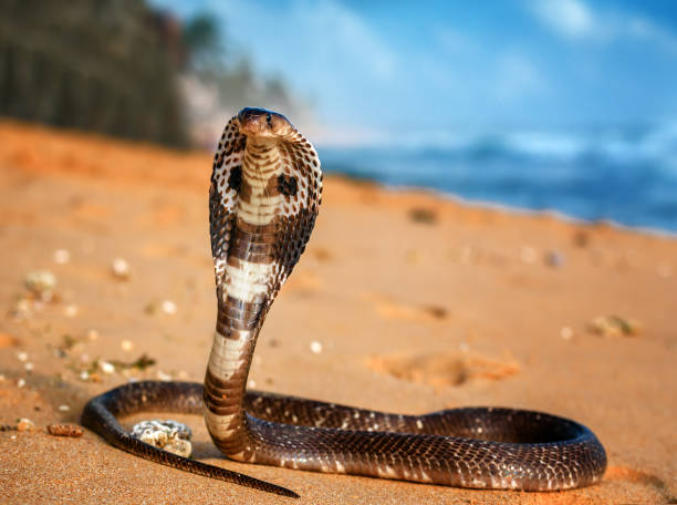 Classification of Naja (cobra)