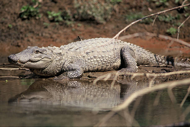 Classification of Crocodylus (Crocodile)