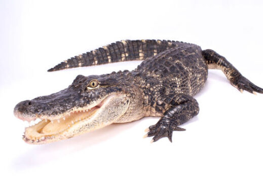 ALLIGATOR