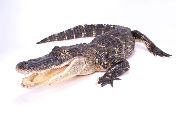 Classification of Alligator