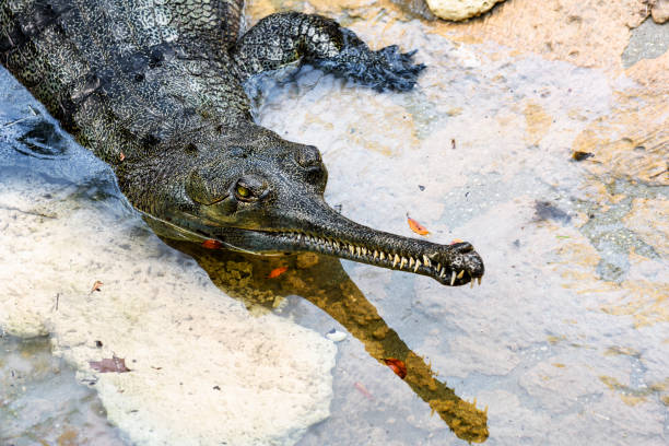 Classification of Gavialis (Gharial)