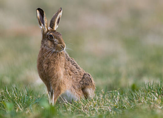 LEPUS (HARE)