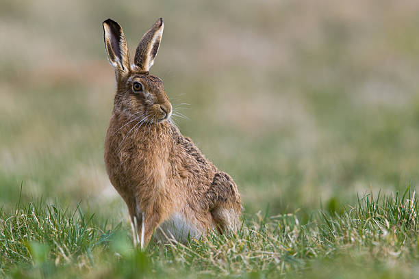 Classification of Lepus (Hare)