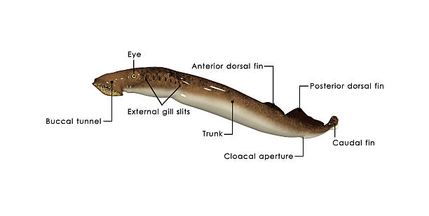 Classification of Petromyzon (Sea Lamprey)