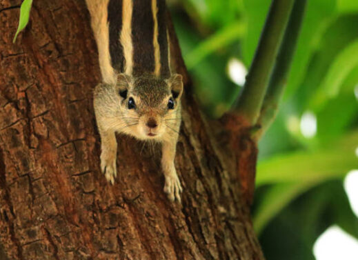 FUNAMBULUS (SQUIRREL)