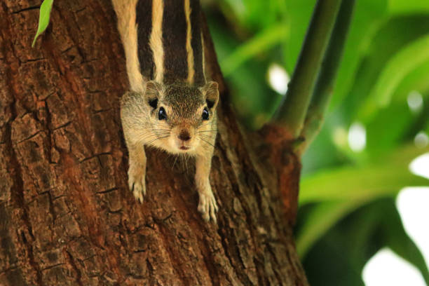 Classification of Funambulus (Squirrel)