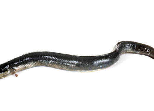 ANGUILLA VULGARIS (EUROPEAN EEL)