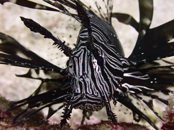 Classification of Pterois (Lion Fish)