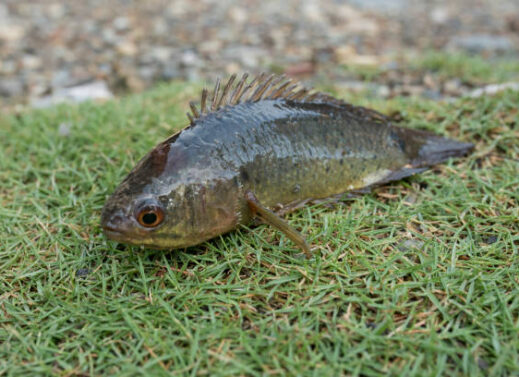 ANABAS (CLIMBING PERCH)