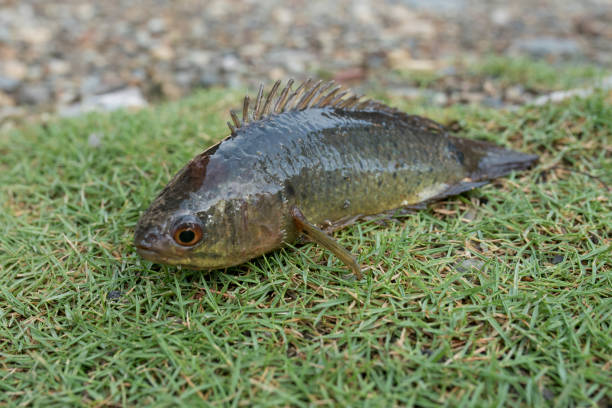 Classification of Anabas (Climbing Perch)