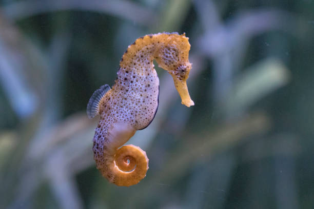 Classification of Hippocampus (Sea Horse)