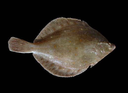 PLEURONECTES (FLAT FISH)