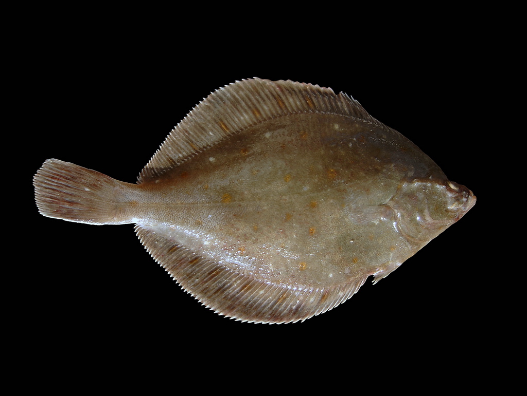 Classification of Pleuronectes (Flat Fish)