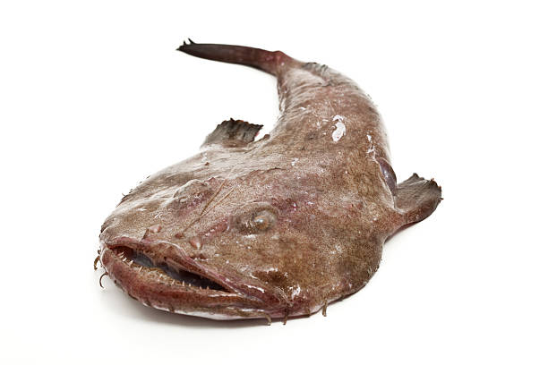 Classification of Lophius (Angler Fish)