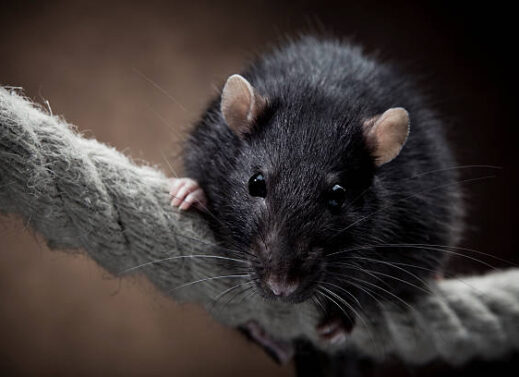 RATTUS RATTUS (RAT)