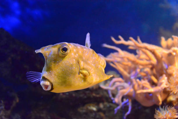 Classification of Ostracion (The Boxfish)