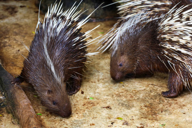 Classification of Hystrix (Porcupine)