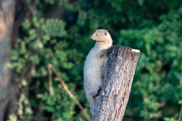 Classification of Herpestes (Mongoose)