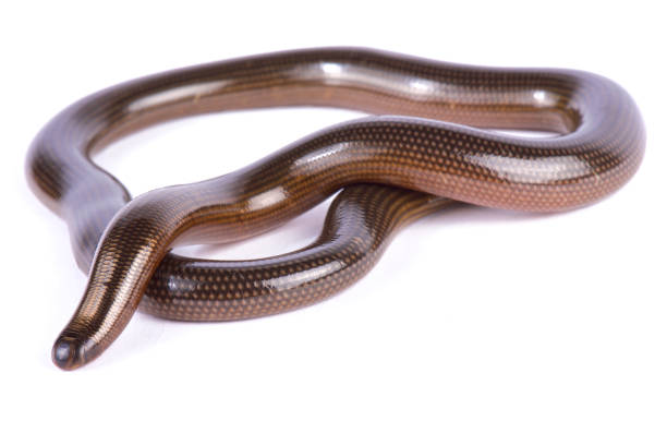 Classification of Typhlops (Blind Snake)