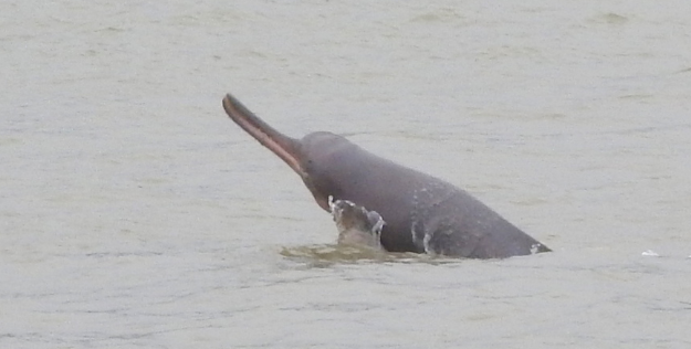 Classification of Platanista Gangetica (Ganges River Dolphin)