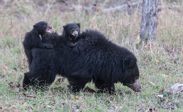 Classification of Melursus Ursinus (Sloth Bear)