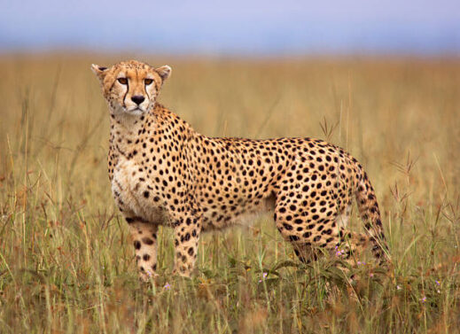 ACINONYX JUBATUS (CHEETAH)