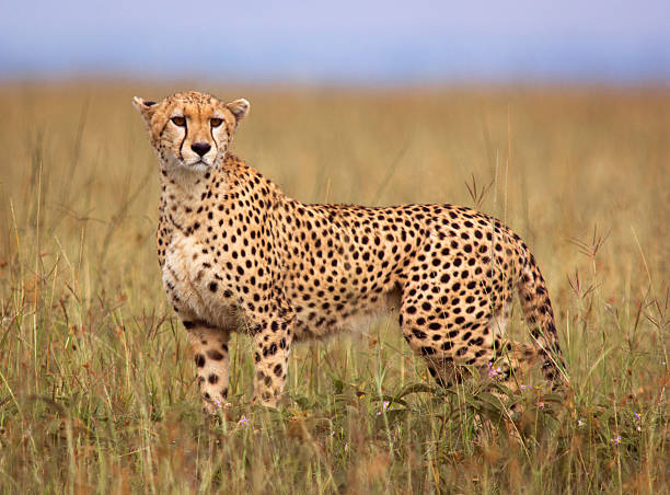 Classification of Acinonyx jubatus (Cheetah)