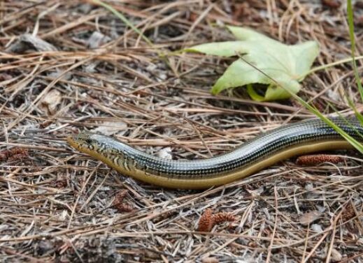 OPHISAURUS (GLASS LIZARD)