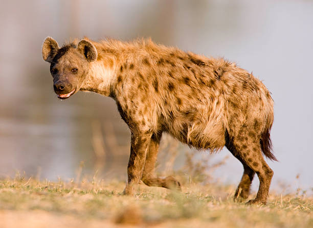 Classification of Hyena