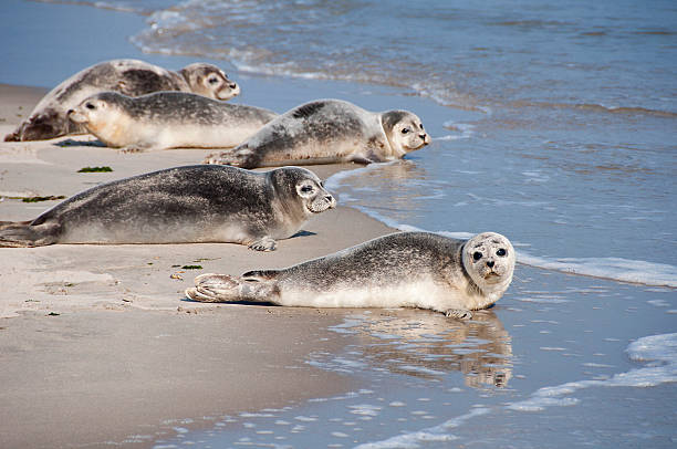 Classification of Phoca (Seal)