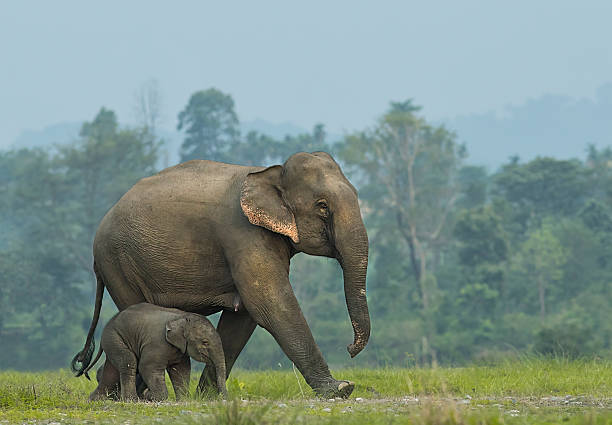 Classification of Elephas Maximus (Asiatic Elephant)