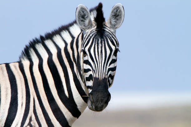 Classification of Zebra