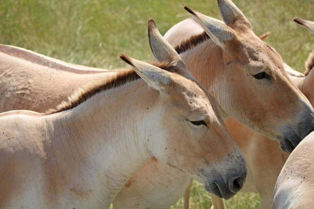 Classification of Equus Hemionus (Donkey Or Ass)